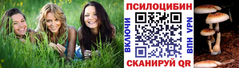 где продают Облучье Галлюциногенные грибы Psilocybe